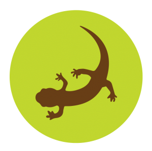 Salamander logo