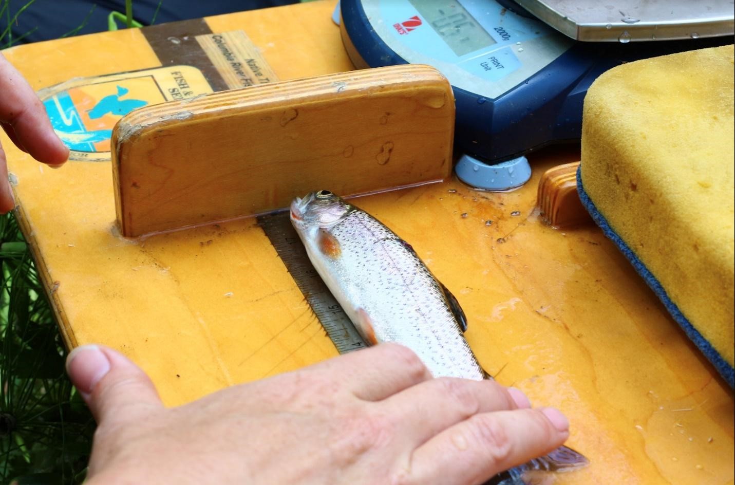 Cutthroat Trout with beautiful orange maxillary about to receive a PIT tag for monitoring.