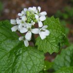 Garlic mustard plant with small white flowers