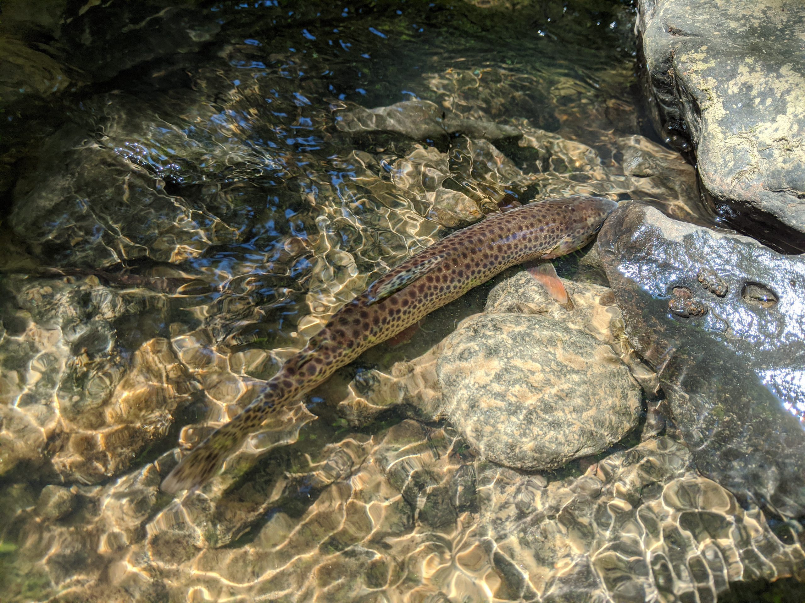 Let's talk about fish! – Tryon Creek Watershed Council