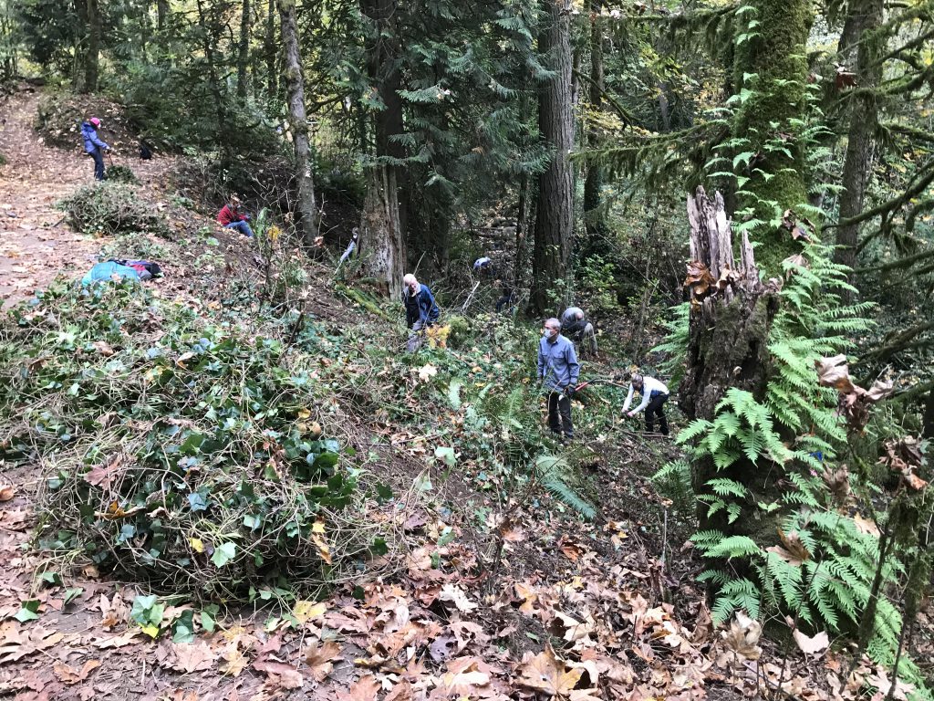 A slope with pulled ivy at the top and volunteers at work pulling more to be chopped