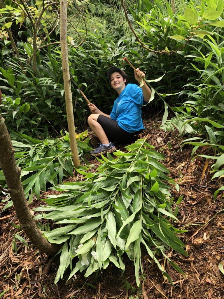 Pulling invasive plants in Manoa (Hawai'i)